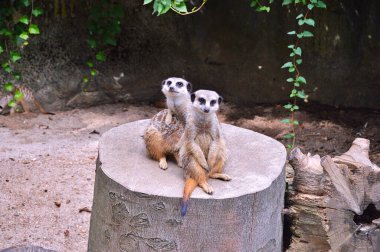 Travel to Scandinavia during summer on holiday, Aalborg in Denmark. Meerkats in the ZOO in Aalborg. Top destination clipart