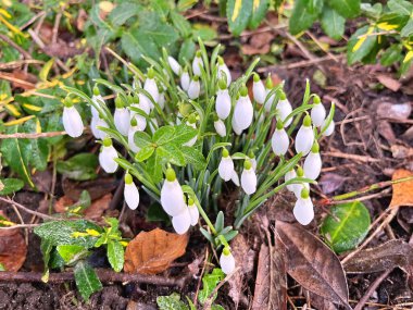 Kar damlası çiçekleri (Galanthus nivalis). Parkta, ilkbaharda kar damlaları çiçek açar. Güneş ışığındaki kar damlaları
