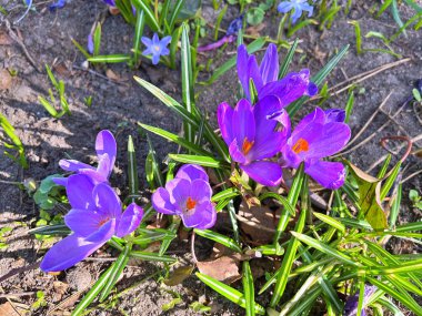 İlk Bahar çiçek Çiğdem. Renkli bahar kokulu çiçekler Çiğdem ve yeşil çim. Bahar parlak çiçek arka plan. Bahar nazik sembolü