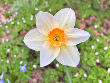 Çiçekli nergisler. Çiçek açan narsis çiçekleri. Bahar çiçekleri. Yüzeyin derinliği. Seçici odak