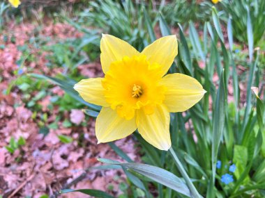 Çiçekli nergisler. Çiçek açan narsis çiçekleri. Bahar çiçekleri. Yüzeyin derinliği. Seçici odak