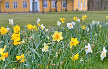 Çiçekli nergisler. Çiçek açan narsis çiçekleri. Bahar çiçekleri. Yüzeyin derinliği. Seçici odaklanma. Doğa arkaplanı