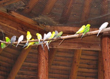 Arka plan olarak kafese konmuş kanarya kuşları. Hayvan geçmişi. Renkli arkaplan