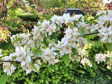 Apple ağaçları beyaz çiçekler açıyor. Pembe Elma çiçekleri gökyüzü arka planında çiçek açıyor. Beyaz Elma ağacı çiçek açar. Beyaz çiçekli elma ağacı dalı bahar çiçeği arkaplanı. Çiçek açmış elma ağacı. Elma güneşte çiçek açar.