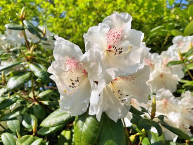  Bahçedeki büyük açelya ya da rhododendron. Bahçede çiçek açan açelyalar (rhododendron) mevsimi. Çiçek arkaplanı. Doğa