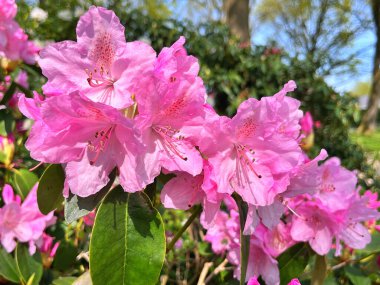  Bahçedeki büyük açelya ya da rhododendron. Bahçede çiçek açan açelyalar (rhododendron) mevsimi. Çiçek arkaplanı. Doğa