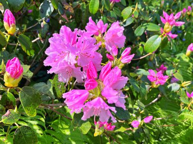  Bahçedeki büyük açelya ya da rhododendron. Bahçede çiçek açan açelyalar (rhododendron) mevsimi. Çiçek arkaplanı. Doğa