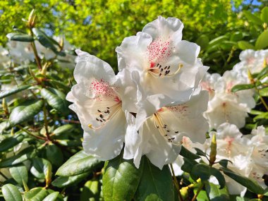Bahçedeki büyük açelya ya da rhododendron. Bahçede çiçek açan açelyalar (rhododendron) mevsimi. Çiçek arkaplanı. Doğa