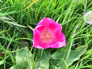 Renkli laleler, baharda laleler, renkli laleler. Çiçek arka planı. Doğa