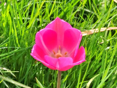 Renkli laleler, baharda laleler, renkli laleler. Çiçek arka planı. Doğa