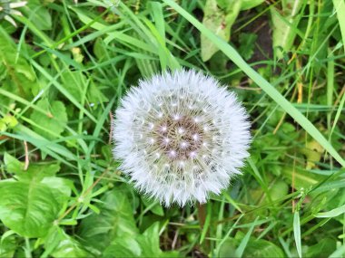 Beyaz karahindiba çiçekleriyle dolu bir tarla. Beyaz karahindiba çayırı. Yaz karahindiba tarlası. Beyaz karahindiba ile bahar arkaplanı. Tohumlar. Yaz manzarasının arka planında pofuduk karahindiba çiçeği