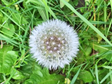 Beyaz karahindiba çiçekleriyle dolu bir tarla. Beyaz karahindiba çayırı. Yaz karahindiba tarlası. Beyaz karahindiba ile bahar arkaplanı. Tohumlar. Yaz manzarasının arka planında pofuduk karahindiba çiçeği