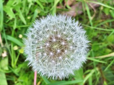 Beyaz karahindiba çiçekleriyle dolu bir tarla. Beyaz karahindiba çayırı. Yaz karahindiba tarlası. Beyaz karahindiba ile bahar arkaplanı. Tohumlar. Yaz manzarasının arka planında pofuduk karahindiba çiçeği