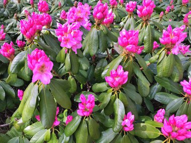 Baharda şehir parkında bulunan Azalea (Rhododendron) çiçekleri Herning (Danimarka). Çiçek arkaplanı
