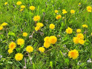 Sarı karahindiba çiçekleri (Taraxacum officinale). Güneşli bahar gününde karahindiba tarlası geçmişi. Çiçekli karahindiba