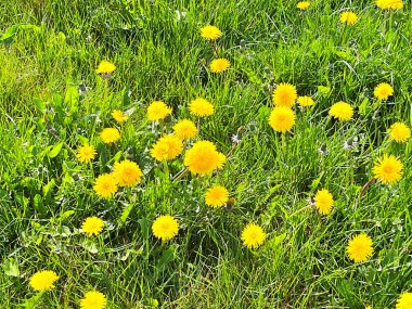 Sarı karahindiba çiçekleri (Taraxacum officinale). Güneşli bahar gününde karahindiba tarlası geçmişi. Çiçekli karahindiba