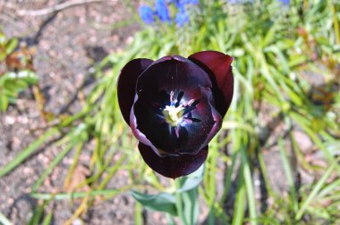 Lale çiçeği. Yaz ya da bahar günü lale tarlasında güzel laleler çiçek açar. Bahçede renkli laleler çiçek açıyor. Kartpostal güzelliği ve tarım konsepti tasarımı için güzel laleler.