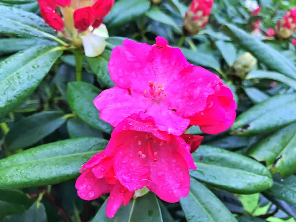 İlkbaharda yağmur altında kırmızı Azalea (Rhododendron) çiçekleri. Çiçek arka planı. Doğa