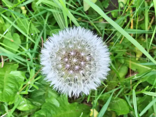 Beyaz karahindiba çiçekleriyle dolu bir tarla. Beyaz karahindiba çayırı. Yaz karahindiba tarlası. Beyaz karahindiba ile bahar arkaplanı. Tohumlar. Yaz manzarasının arka planında pofuduk karahindiba çiçeği