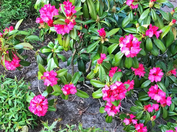 Baharda şehir parkında bulunan Azalea (Rhododendron) çiçekleri Herning (Danimarka). Çiçek arkaplanı