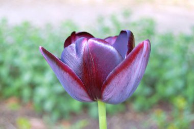 Lale çiçeği. Yaz ya da bahar günü lale tarlasında güzel laleler çiçek açar. Bahçede renkli laleler çiçek açıyor. Kartpostal güzelliği ve tarım konsepti tasarımı için güzel laleler.