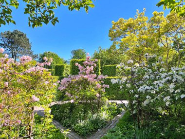 Şehir parkındaki büyük açelya ya da rhododendron. Bahçede çiçek açan açelyalar (rhododendron) mevsimi. Çiçek arkaplanı. Doğa
