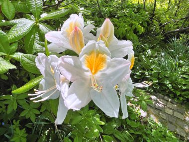 Şehir parkındaki büyük açelya ya da rhododendron. Bahçede çiçek açan açelyalar (rhododendron) mevsimi. Çiçek arkaplanı. Doğa
