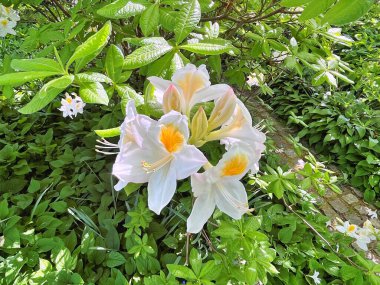Şehir parkındaki büyük açelya ya da rhododendron. Bahçede çiçek açan açelyalar (rhododendron) mevsimi. Çiçek arkaplanı. Doğa