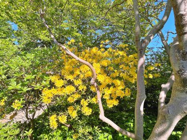 Şehir parkındaki büyük açelya ya da rhododendron. Bahçede çiçek açan açelyalar (rhododendron) mevsimi. Çiçek arkaplanı. Doğa