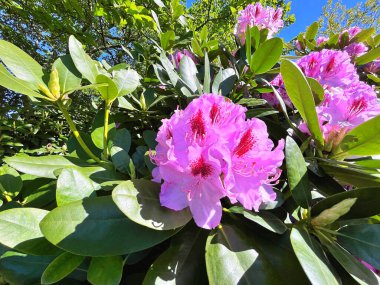 Şehir parkındaki büyük açelya ya da rhododendron. Bahçede çiçek açan açelyalar (rhododendron) mevsimi. Çiçek arkaplanı. Doğa