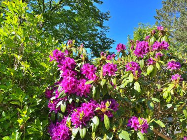 Şehir parkındaki büyük açelya ya da rhododendron. Bahçede çiçek açan açelyalar (rhododendron) mevsimi. Çiçek arkaplanı. Doğa
