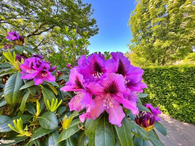 Şehir parkındaki büyük açelya ya da rhododendron. Bahçede çiçek açan açelyalar (rhododendron) mevsimi. Çiçek arkaplanı. Doğa
