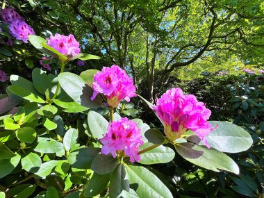 Şehir parkındaki büyük açelya ya da rhododendron. Bahçede çiçek açan açelyalar (rhododendron) mevsimi. Çiçek arkaplanı. Doğa