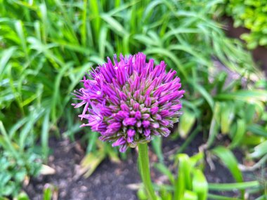 Bahçedeki çiçekler. Bahçedeki süs çiçekleri. Bahçeye yakın. Çiçek arkaplanı