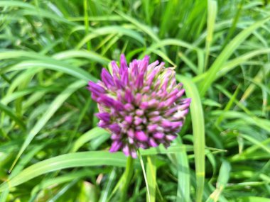 Bahçedeki çiçekler. Bahçedeki süs çiçekleri. Bahçeye yakın. Çiçek arkaplanı