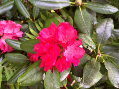 Şehir parkındaki büyük açelya ya da rhododendron. Bahçede çiçek açan açelyalar (rhododendron) mevsimi. Çiçek arkaplanı. Doğa