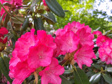 Şehir parkındaki büyük açelya ya da rhododendron. Bahçede çiçek açan açelyalar (rhododendron) mevsimi. Çiçek arkaplanı. Doğa