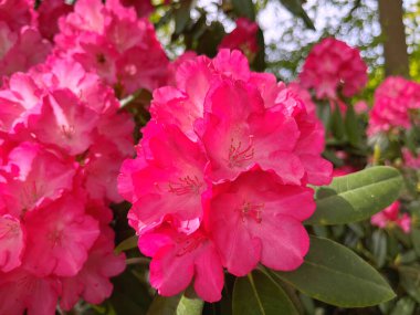 Şehir parkındaki büyük açelya ya da rhododendron. Bahçede çiçek açan açelyalar (rhododendron) mevsimi. Çiçek arkaplanı. Doğa