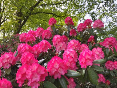 Şehir parkındaki büyük açelya ya da rhododendron. Bahçede çiçek açan açelyalar (rhododendron) mevsimi. Çiçek arkaplanı. Doğa