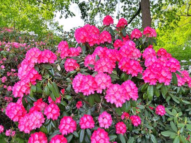 Şehir parkındaki büyük açelya ya da rhododendron. Bahçede çiçek açan açelyalar (rhododendron) mevsimi. Çiçek arkaplanı. Doğa