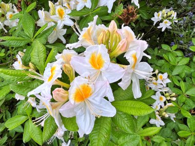Şehir parkındaki büyük açelya ya da rhododendron. Bahçede çiçek açan açelyalar (rhododendron) mevsimi. Çiçek arkaplanı. Doğa