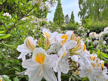 Şehir parkındaki büyük açelya ya da rhododendron. Bahçede çiçek açan açelyalar (rhododendron) mevsimi. Çiçek arkaplanı. Doğa