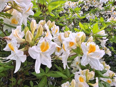 Şehir parkındaki büyük açelya ya da rhododendron. Bahçede çiçek açan açelyalar (rhododendron) mevsimi. Çiçek arkaplanı. Doğa