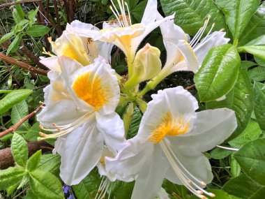 Şehir parkındaki büyük açelya ya da rhododendron. Bahçede çiçek açan açelyalar (rhododendron) mevsimi. Çiçek arkaplanı. Doğa