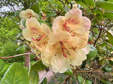 Şehir parkındaki büyük açelya ya da rhododendron. Bahçede çiçek açan açelyalar (rhododendron) mevsimi. Çiçek arkaplanı. Doğa