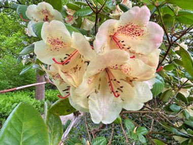 Şehir parkındaki büyük açelya ya da rhododendron. Bahçede çiçek açan açelyalar (rhododendron) mevsimi. Çiçek arkaplanı. Doğa