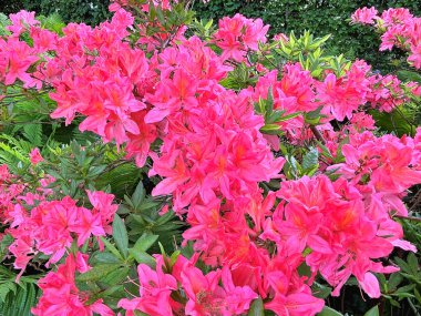 Şehir parkındaki büyük açelya ya da rhododendron. Bahçede çiçek açan açelyalar (rhododendron) mevsimi. Çiçek arkaplanı. Doğa