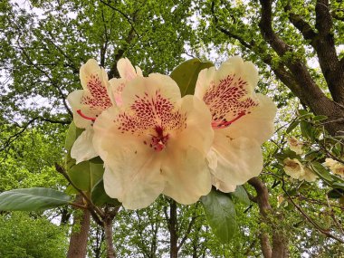 Şehir parkındaki büyük açelya ya da rhododendron. Bahçede çiçek açan açelyalar (rhododendron) mevsimi. Çiçek arkaplanı. Doğa