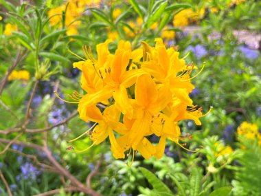Şehir parkındaki büyük açelya ya da rhododendron. Bahçede çiçek açan açelyalar (rhododendron) mevsimi. Çiçek arkaplanı. Doğa
