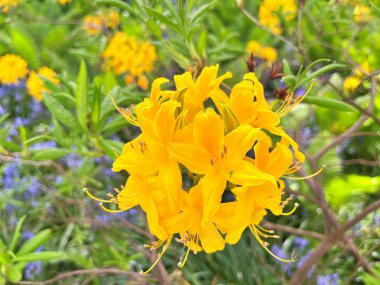 Şehir parkındaki büyük açelya ya da rhododendron. Bahçede çiçek açan açelyalar (rhododendron) mevsimi. Çiçek arkaplanı. Doğa